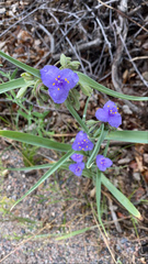 Tradescantia occidentalis