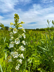 Platanthera leucophaea