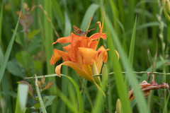Hemerocallis fulva kwanso