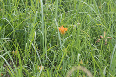 Hemerocallis fulva kwanso