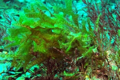 Dictyopteris australis