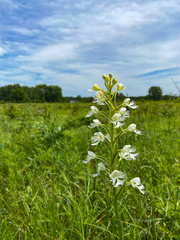 Platanthera leucophaea