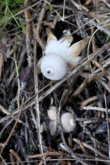 Geastrum minimum