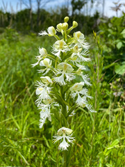 Platanthera leucophaea