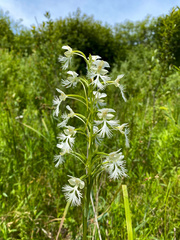 Platanthera leucophaea