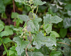 Fuertesimalva limensis