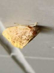 Arna pseudoconspersa