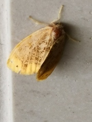 Arna pseudoconspersa