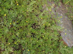 Potentilla flagellaris