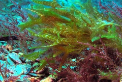 Dictyopteris australis