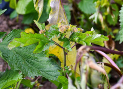 Fuertesimalva limensis