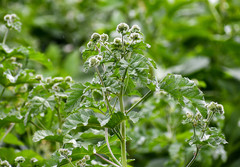 Fuertesimalva limensis