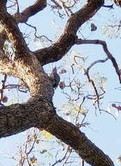 Melanerpes