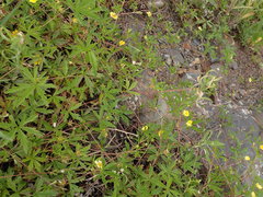 Potentilla flagellaris