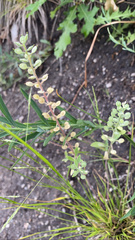 Brassicaceae