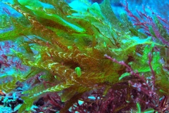 Dictyopteris australis