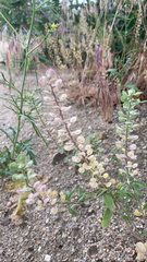 Brassicaceae
