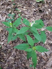 Yeatesia viridiflora