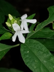 Yeatesia viridiflora