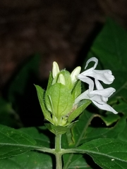 Yeatesia viridiflora