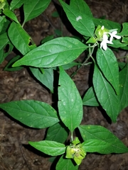 Yeatesia viridiflora