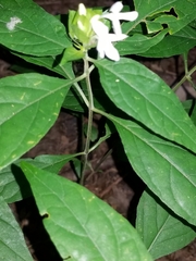 Yeatesia viridiflora