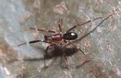 Corinnoidea