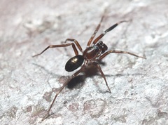Corinnoidea