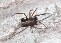Corinnoidea