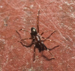 Corinnoidea