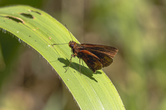 Miltomiges cinnamomea