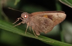 Erionota hiraca apicalis