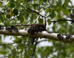 Muscicapa sibirica