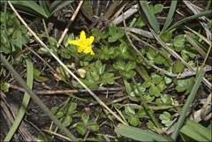 Ranunculus collinus