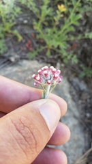 Antennaria rosea rosea