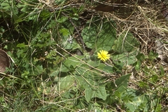 Cymbonotus lawsonianus