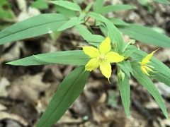 Lysimachia lewisii