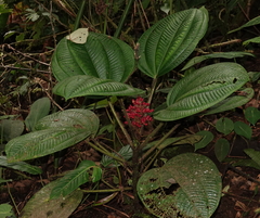 Miconia platyphylla