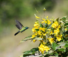 Colibri