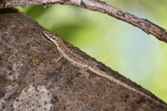 Anolis angusticeps