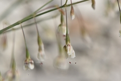 Eriogonum watsonii