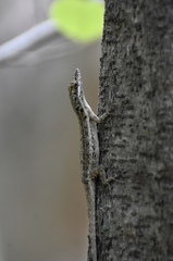 Anolis angusticeps