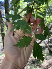 Acer glabrum neomexicanum