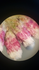 Antennaria rosea rosea