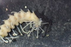 Amblyosyllis