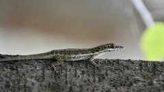 Anolis angusticeps