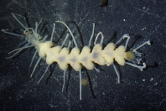 Amblyosyllis