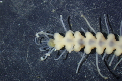 Amblyosyllis