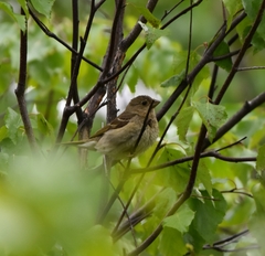 Carpodacus erythrinus grebnitskii