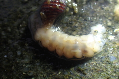 Amblyosyllis